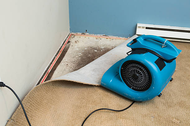Best Flood damage cleanup  in Watervliet, MI